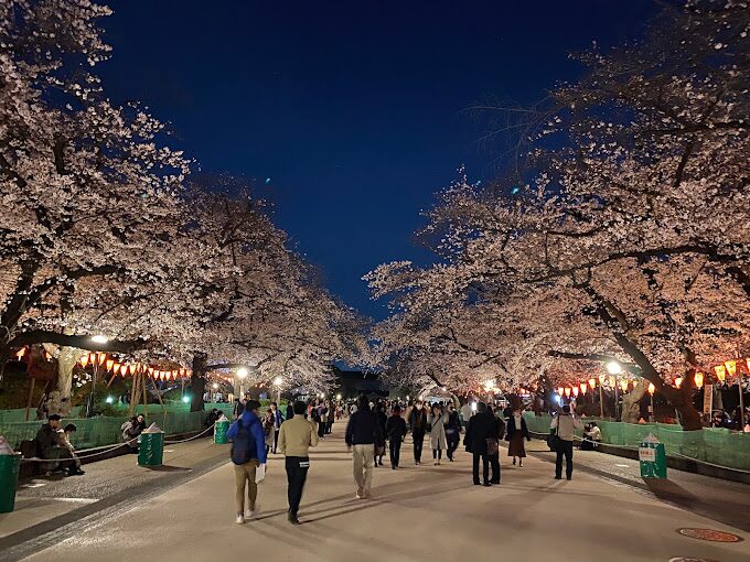 夜櫻家大作戰|2025年不可錯過的必拍景點