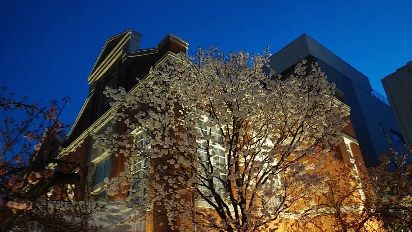 夜櫻家大作戰|2025年不可錯過的必拍景點