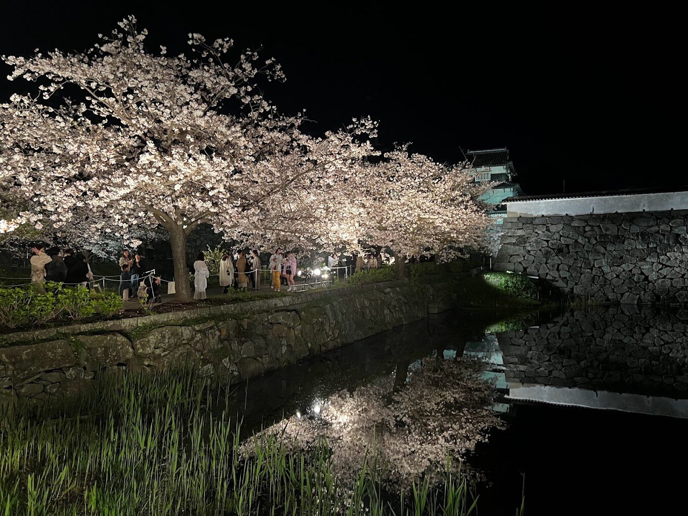 夜櫻家大作戰|2025年不可錯過的必拍景點