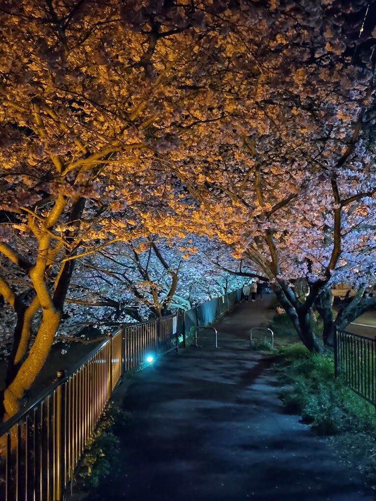 夜櫻家大作戰｜2025年不可錯過的必拍景點