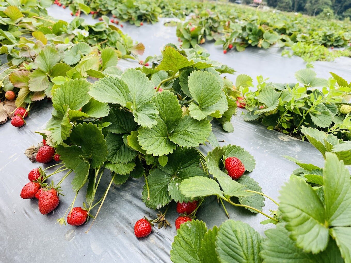 【2025】大湖草莓採摘指南｜絕不後悔的品種推薦