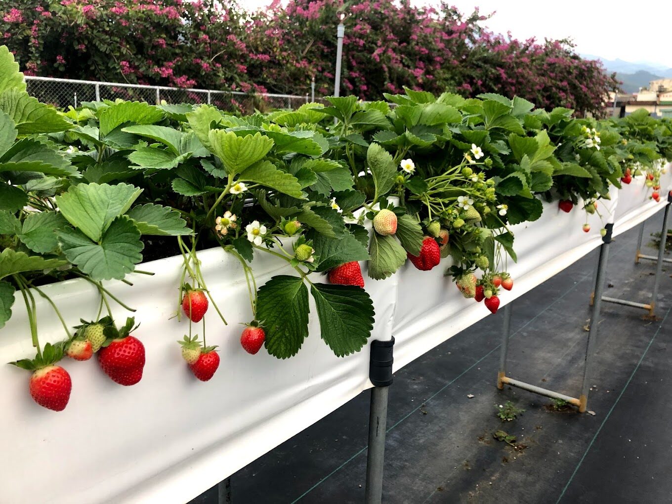 【2025】大湖草莓採摘指南｜絕不後悔的品種推薦