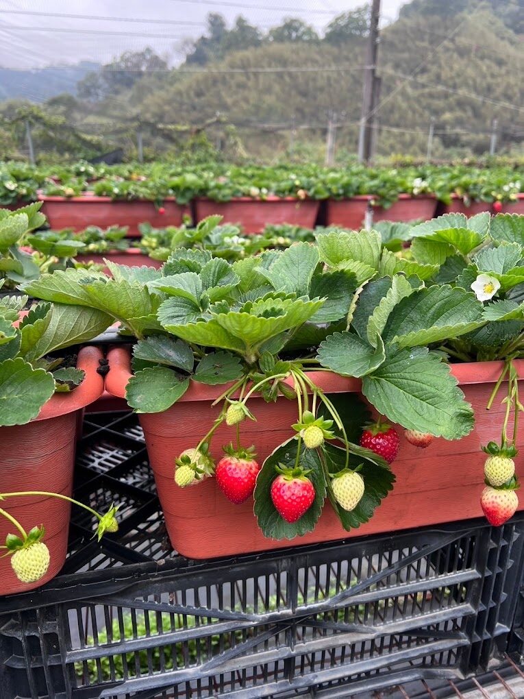 【2025】大湖草莓採摘指南｜絕不後悔的品種推薦