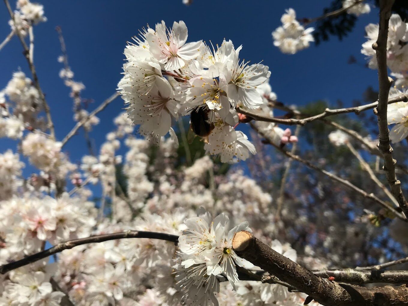 【2025】必遊武陵農場的理由｜避開人潮的秘境