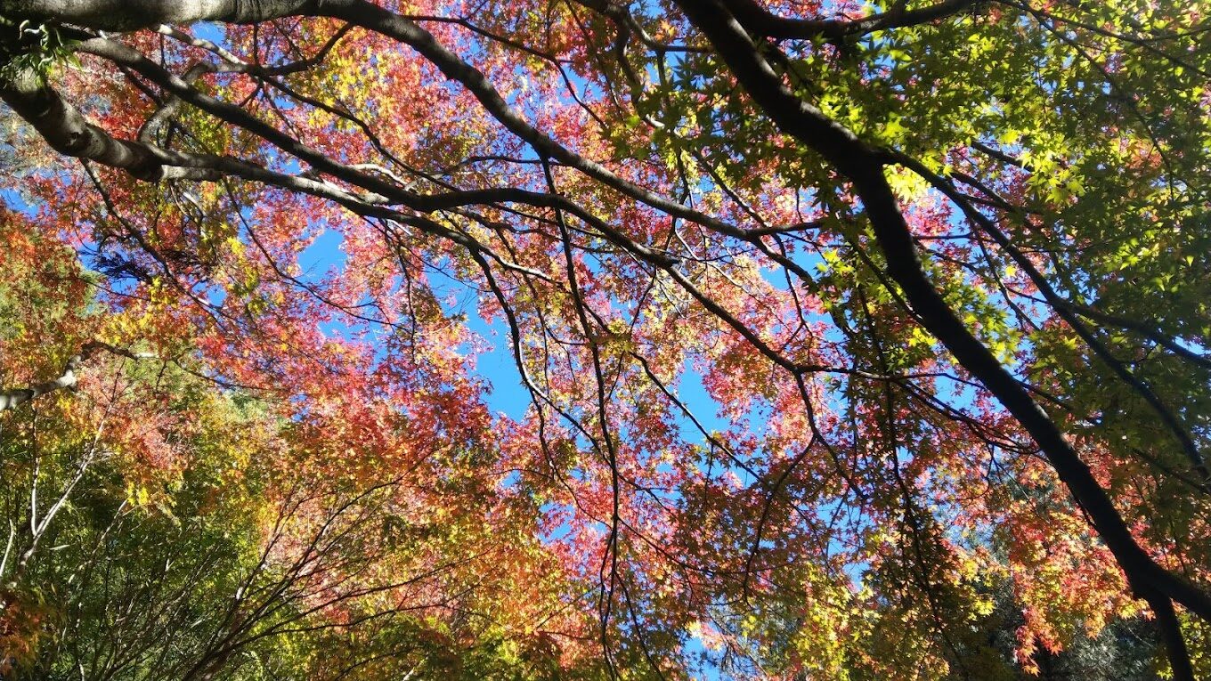 福壽山農場旅遊指南：解鎖必去景點與在地美食推薦