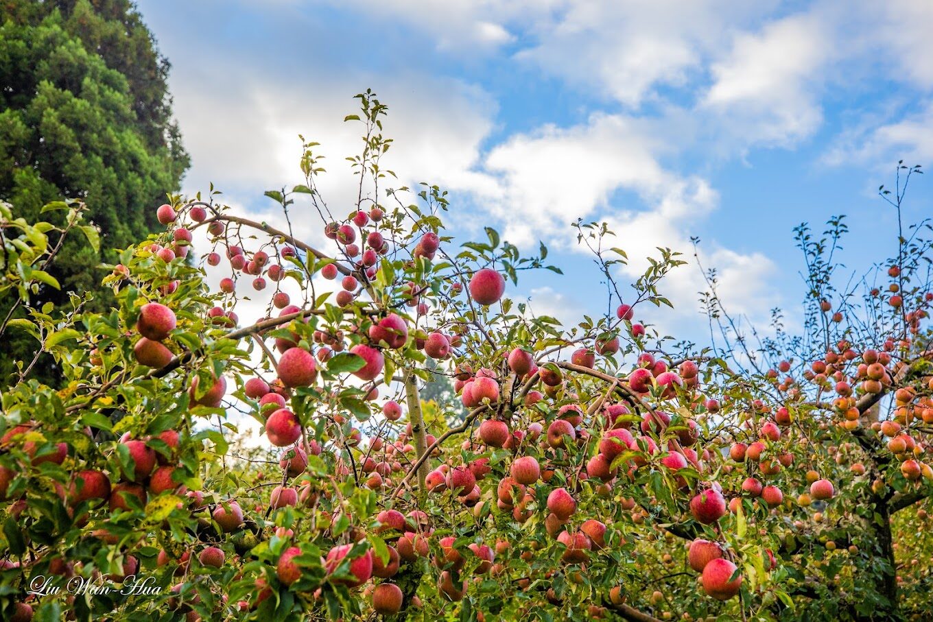 福壽山農場旅遊指南：解鎖必去景點與在地美食推薦