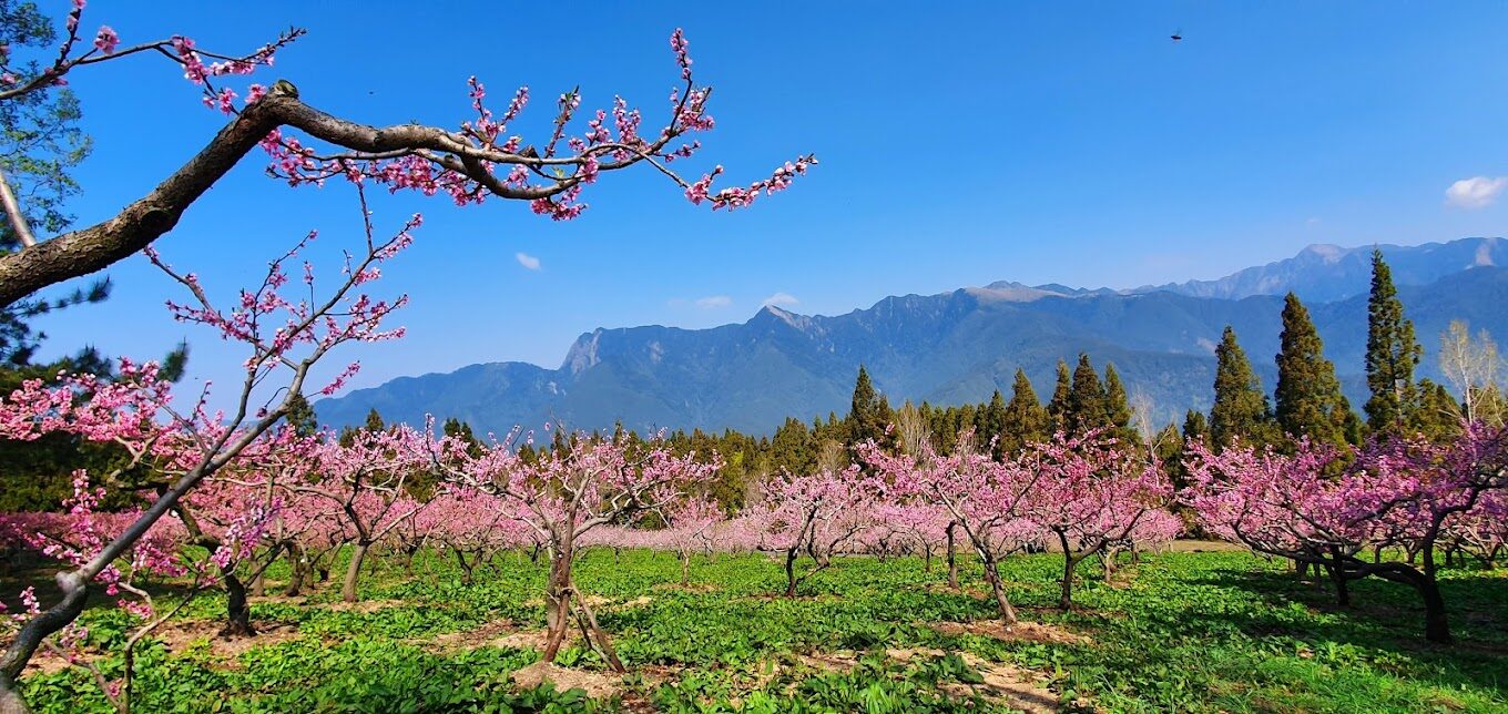 福壽山農場旅遊指南：解鎖必去景點與在地美食推薦