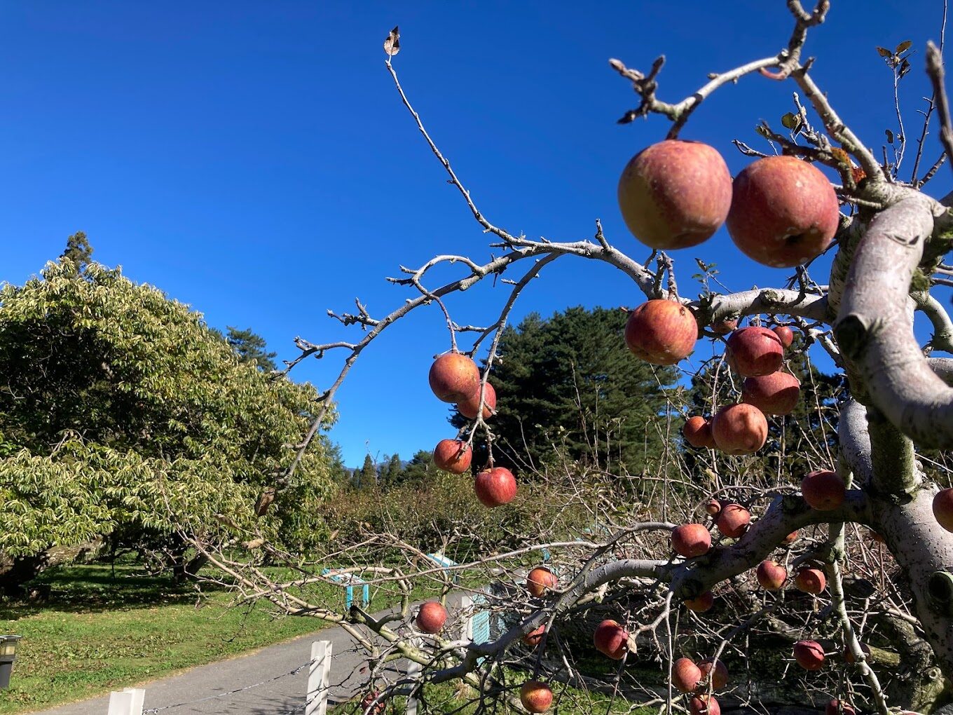福壽山農場旅遊指南：解鎖必去景點與在地美食推薦