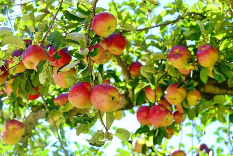 福壽山農場旅遊指南：解鎖必去景點與在地美食推薦