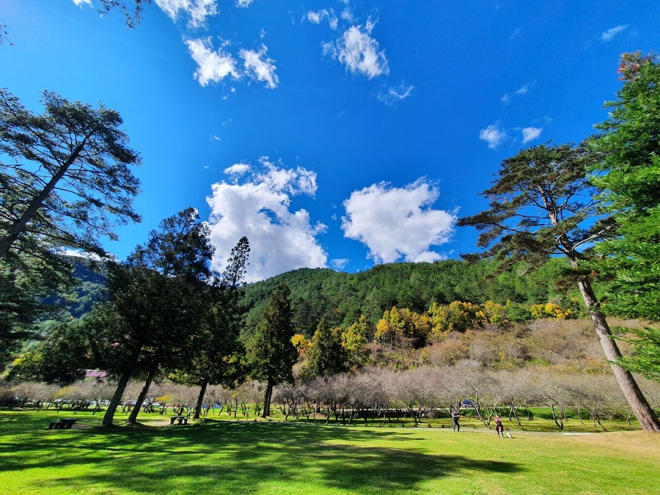 梨山賓館｜2025年最完整的入住攻略：享受絕佳風景