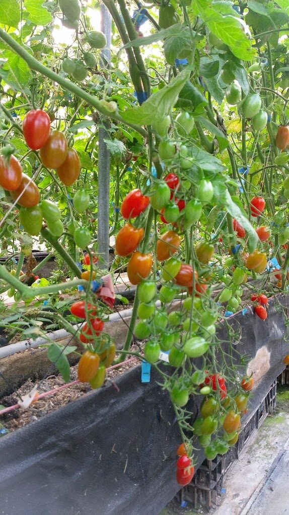 三灣落羽松旅遊攻略｜必去景點及不容錯過的拍照秘境