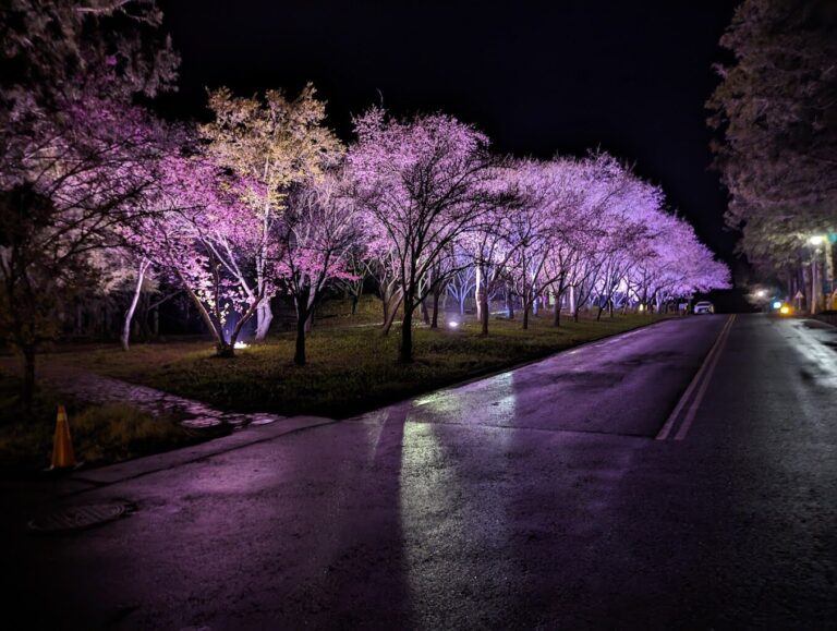 【2025】武陵農場賞櫻指南｜避開人潮的秘訣