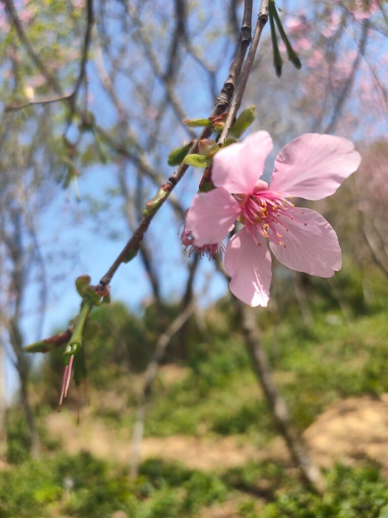 太平山莊必遊景點指南｜2025年不可錯過的自然美景與住宿體驗
