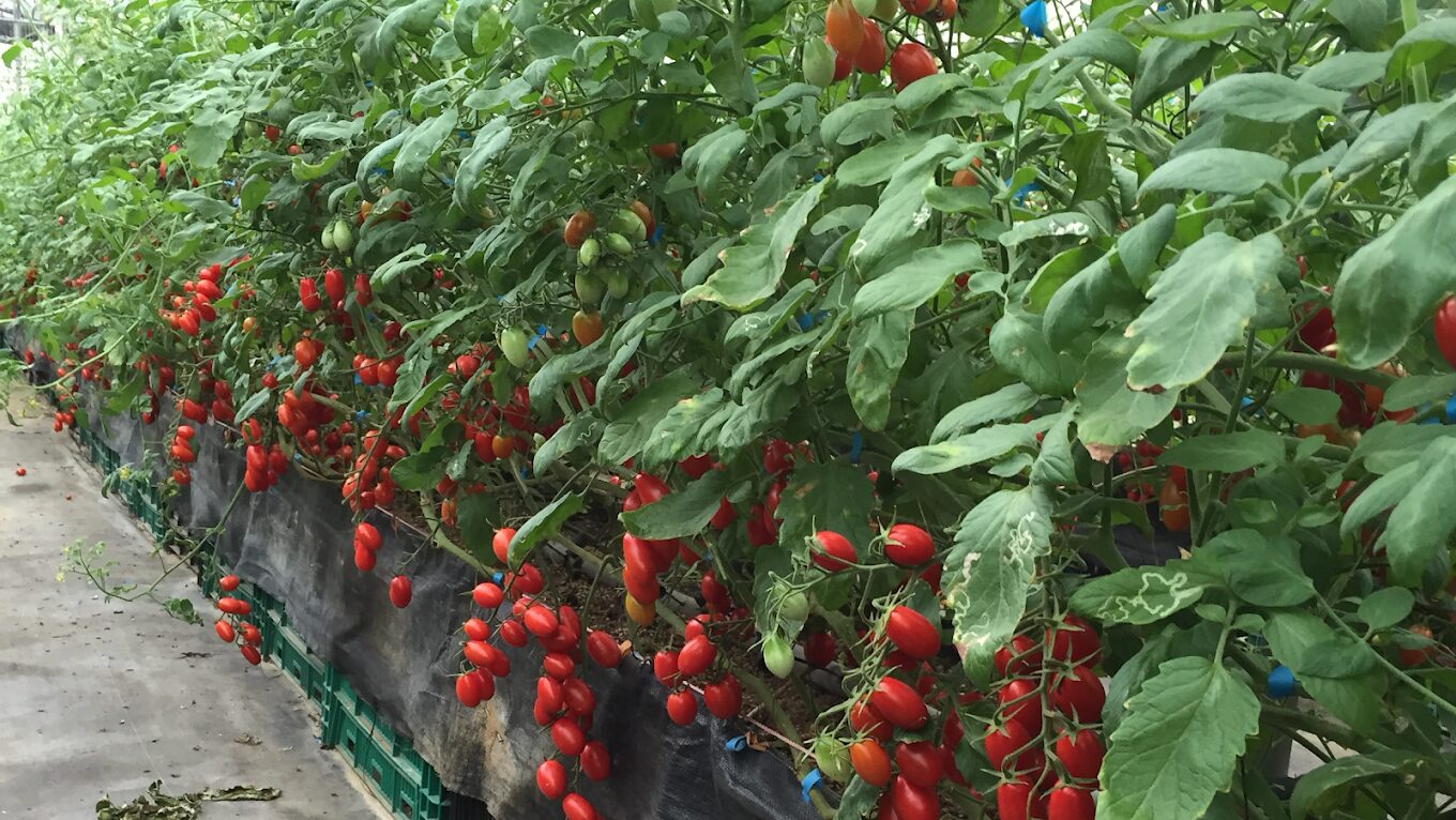 三灣落羽松旅遊攻略｜必去景點及不容錯過的拍照秘境