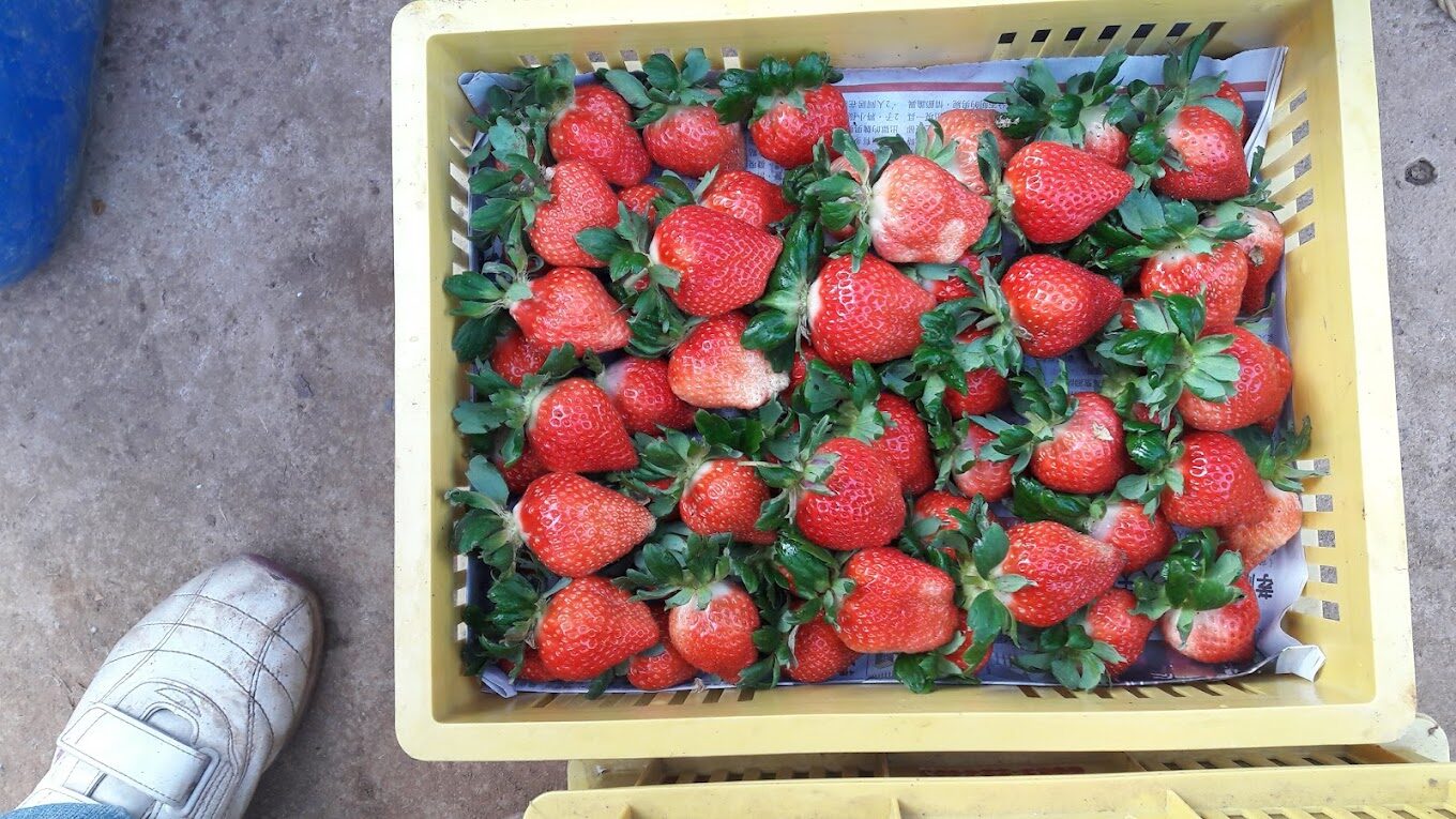 三灣落羽松旅遊攻略｜必去景點及不容錯過的拍照秘境