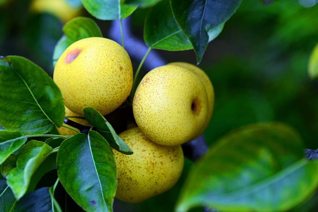 【2025】梨山賓館不為人知的秘密景點｜您不可錯過的隱藏魅力