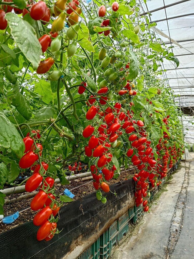 三灣落羽松旅遊攻略｜必去景點及不容錯過的拍照秘境