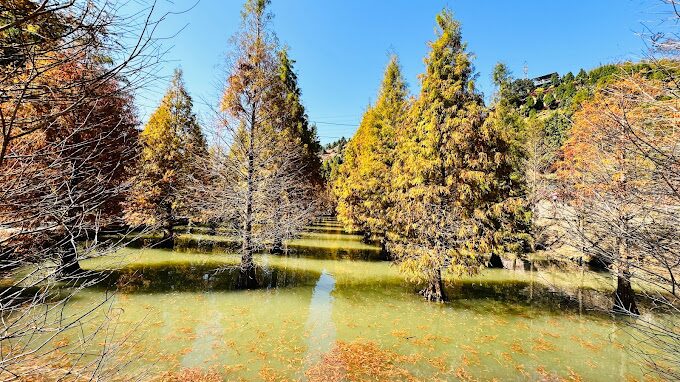 三灣落羽松旅遊攻略｜必去景點及不容錯過的拍照秘境