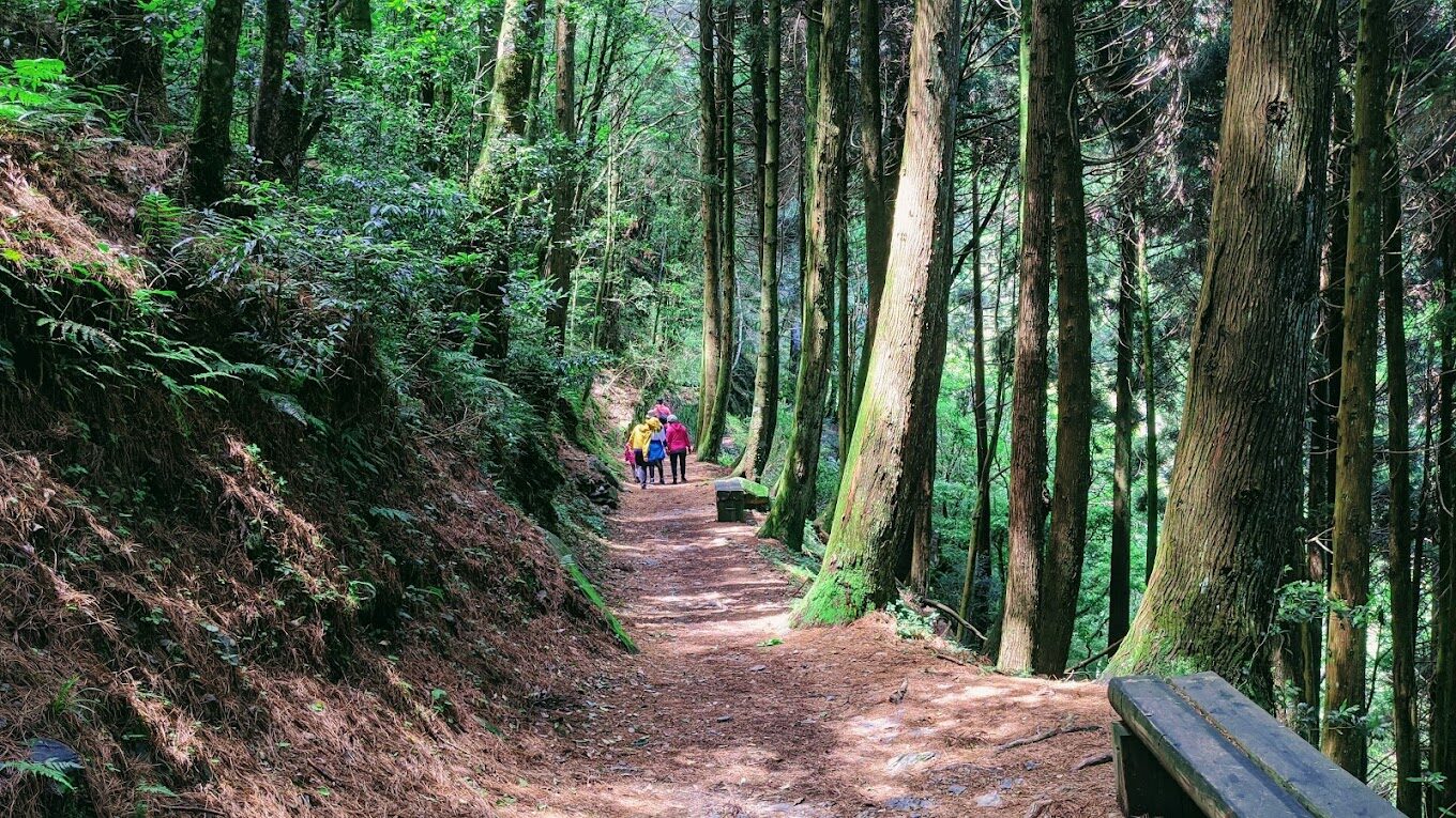 觀霧山莊必去的理由|探訪台灣秘境中的世外桃源