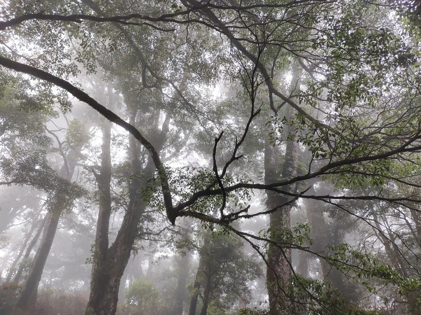 觀霧山莊必去的理由|探訪台灣秘境中的世外桃源