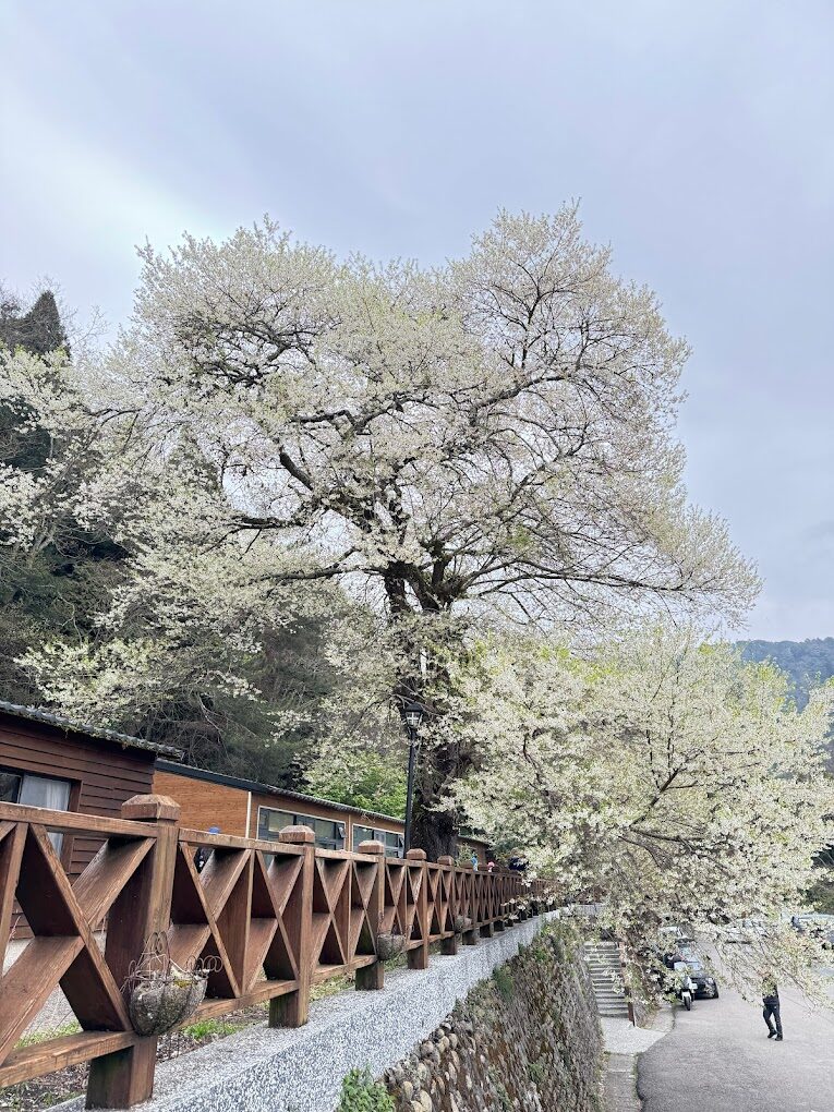 觀霧山莊必去的理由|探訪台灣秘境中的世外桃源