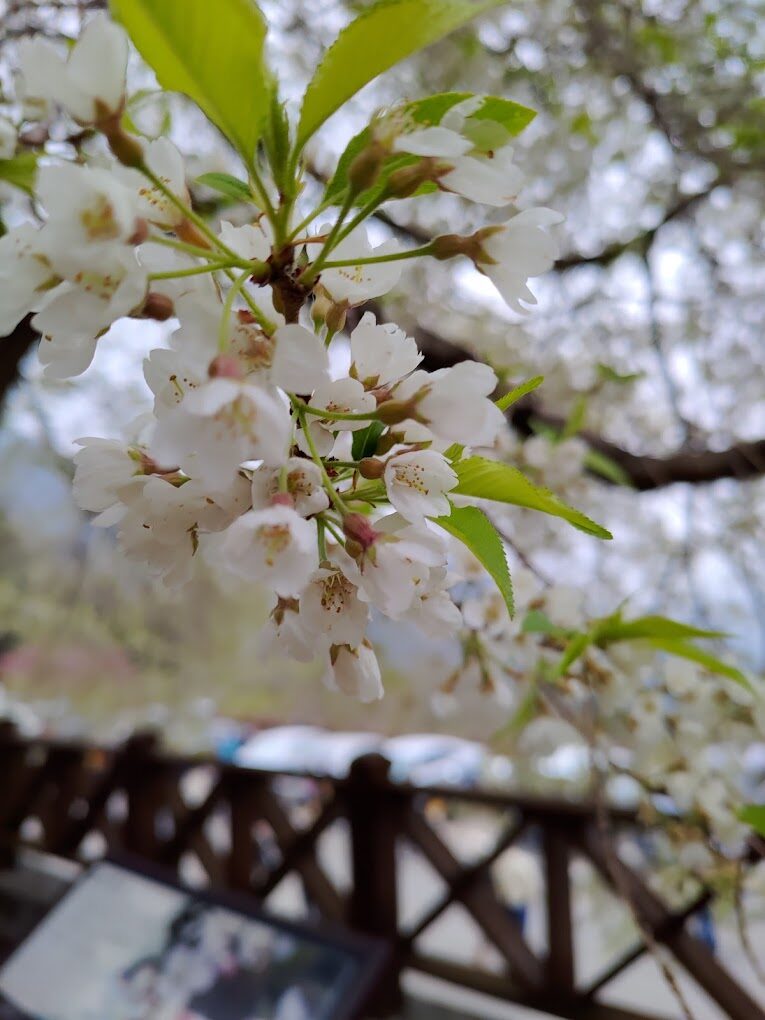 觀霧山莊必去的理由|探訪台灣秘境中的世外桃源