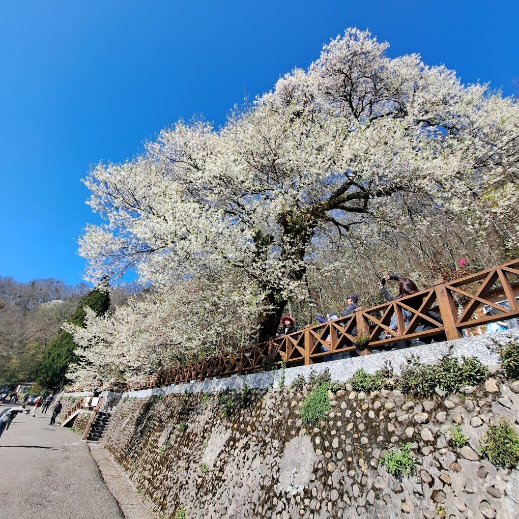 觀霧山莊必去的理由|探訪台灣秘境中的世外桃源