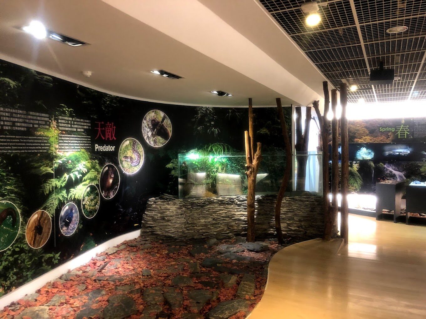 觀霧山莊必去的理由|探訪台灣秘境中的世外桃源