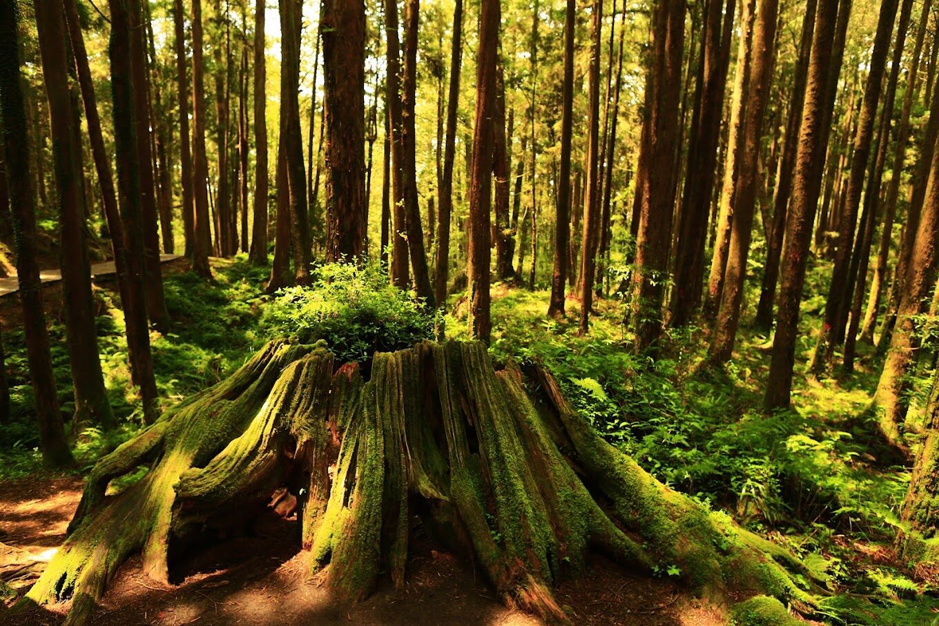 【2025】探索阿里山必訪景點：旅遊達人不可錯過的祕境