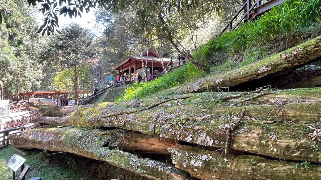 【2025】探索阿里山必訪景點：旅遊達人不可錯過的祕境