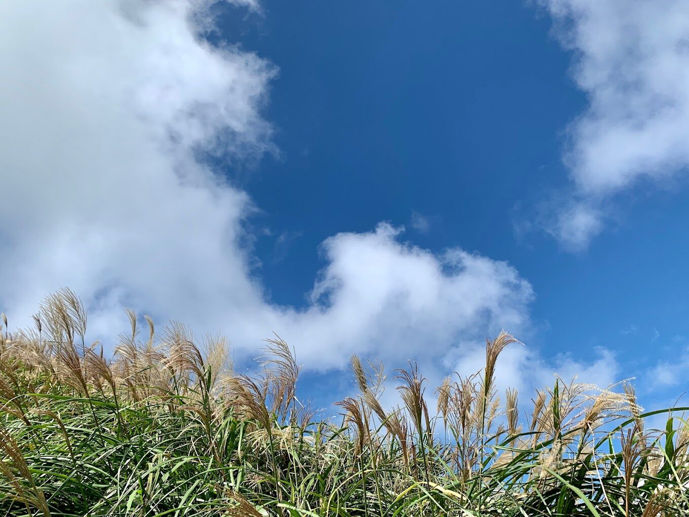 台北大縱走:必走路線,揭開都市山林的秘境魅力