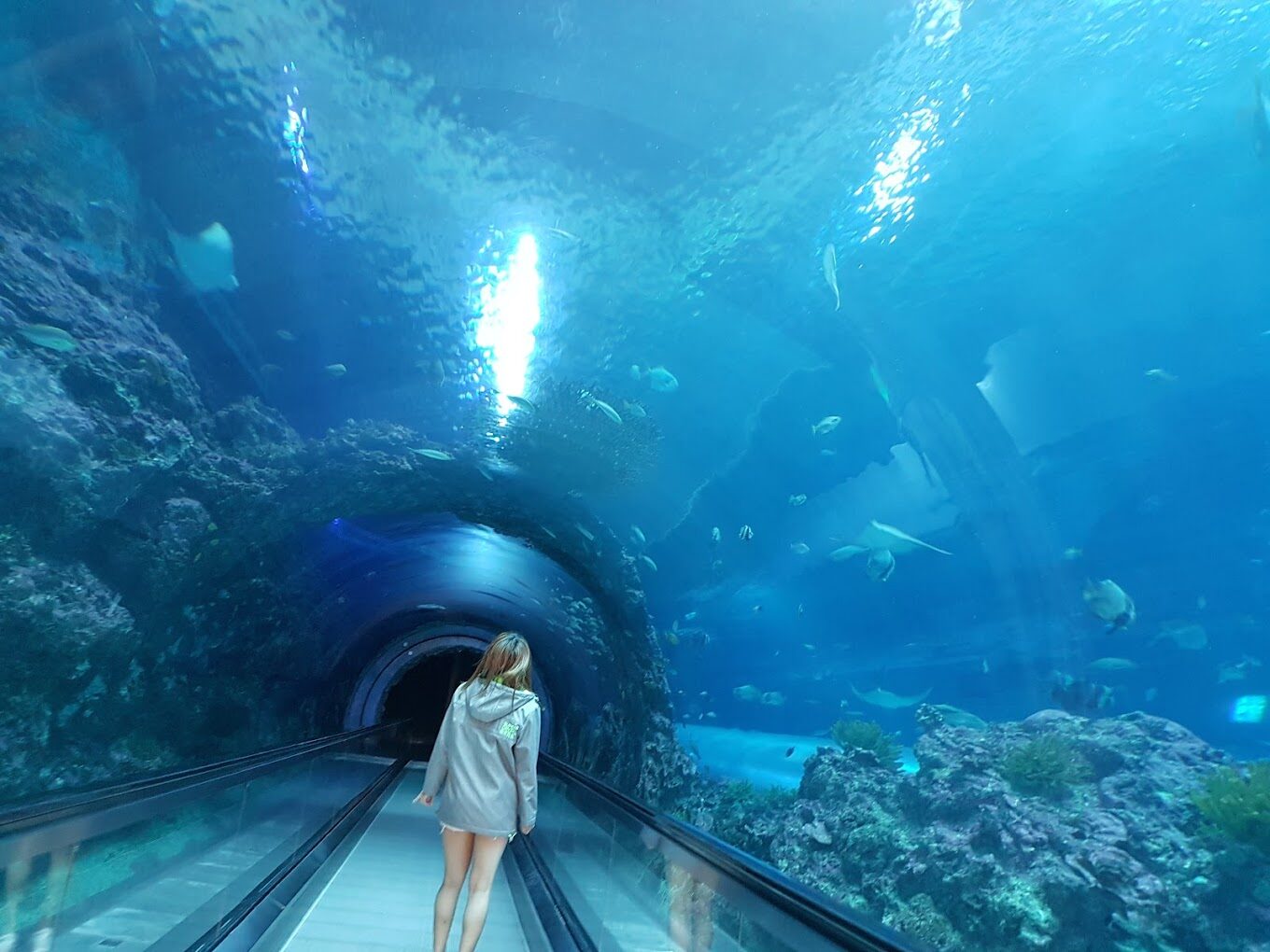 屏東海生館必看亮點｜不容錯過的海洋之旅