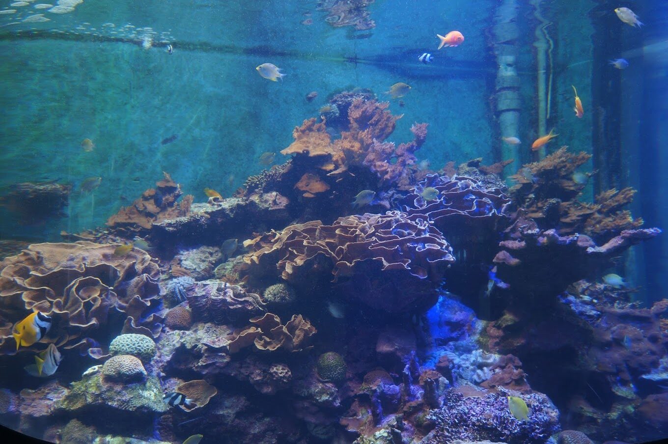 屏東海生館必看亮點｜不容錯過的海洋之旅