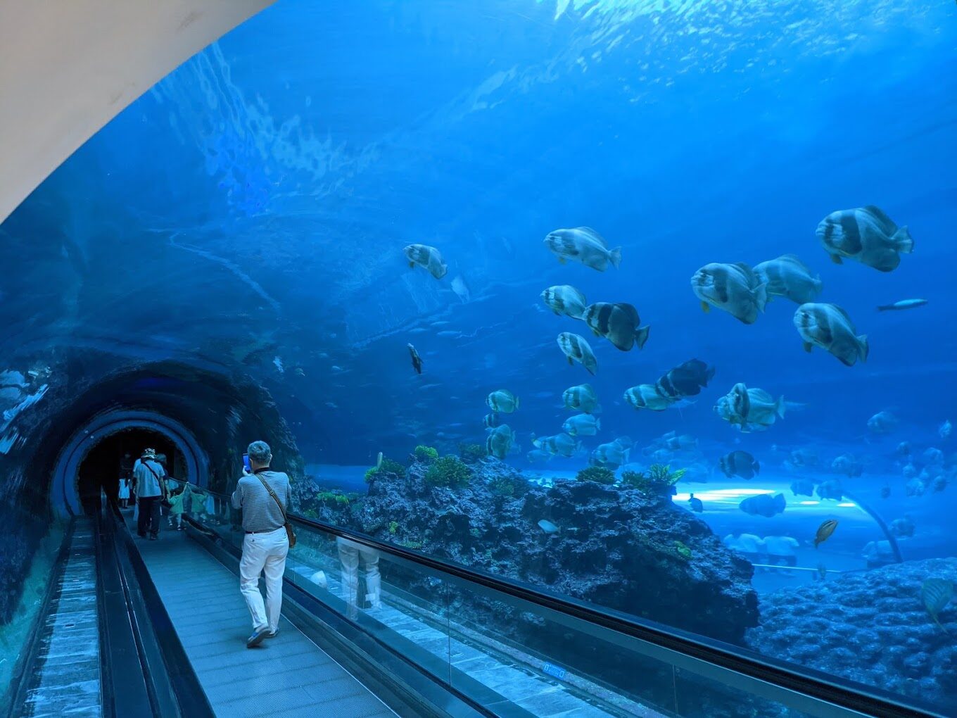 屏東海生館必看亮點｜不容錯過的海洋之旅