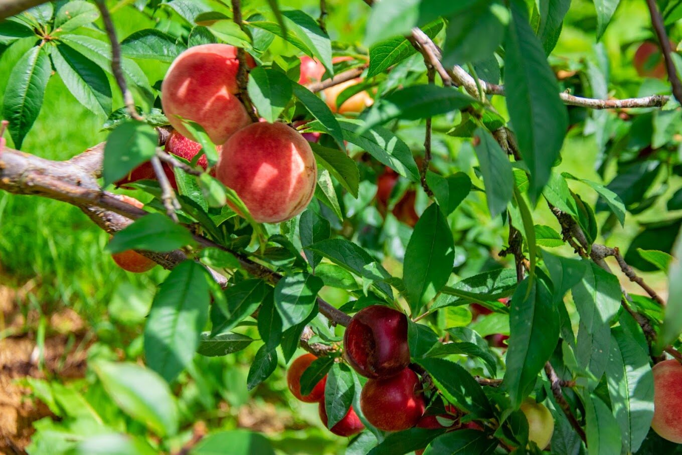 【2025】福壽山農場必去景點推薦｜理由讓你愛上這片自然美景
