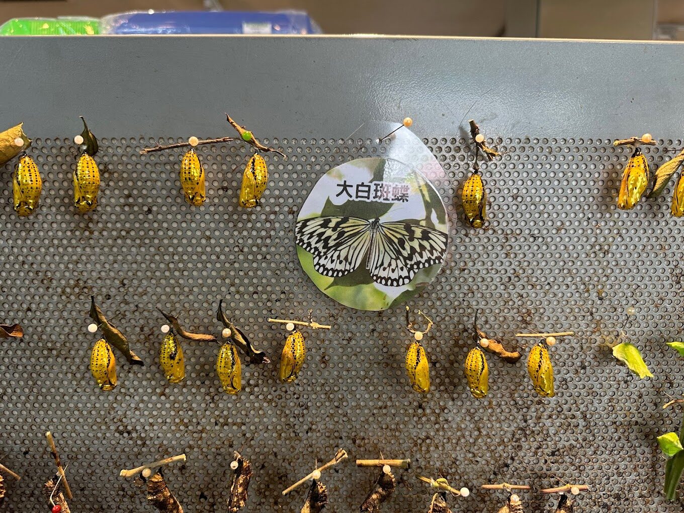 2025年埔里景點必看推薦：走訪這不容錯過的絕美景點