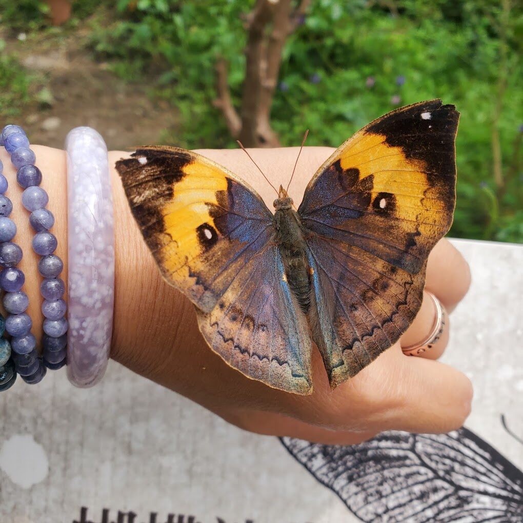 2025年埔里景點必看推薦：走訪這不容錯過的絕美景點