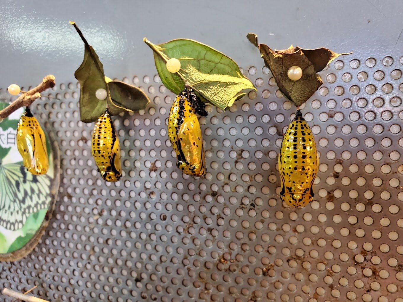 2025年埔里景點必看推薦：走訪這不容錯過的絕美景點