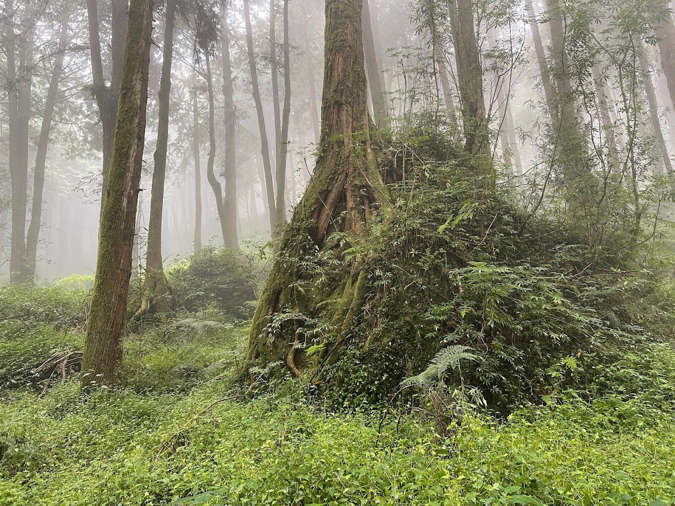 阿里山必遊景點推薦｜避開人潮的隱藏秘境