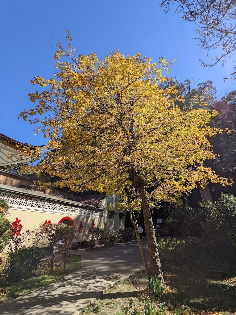 阿里山必遊景點推薦｜避開人潮的隱藏秘境