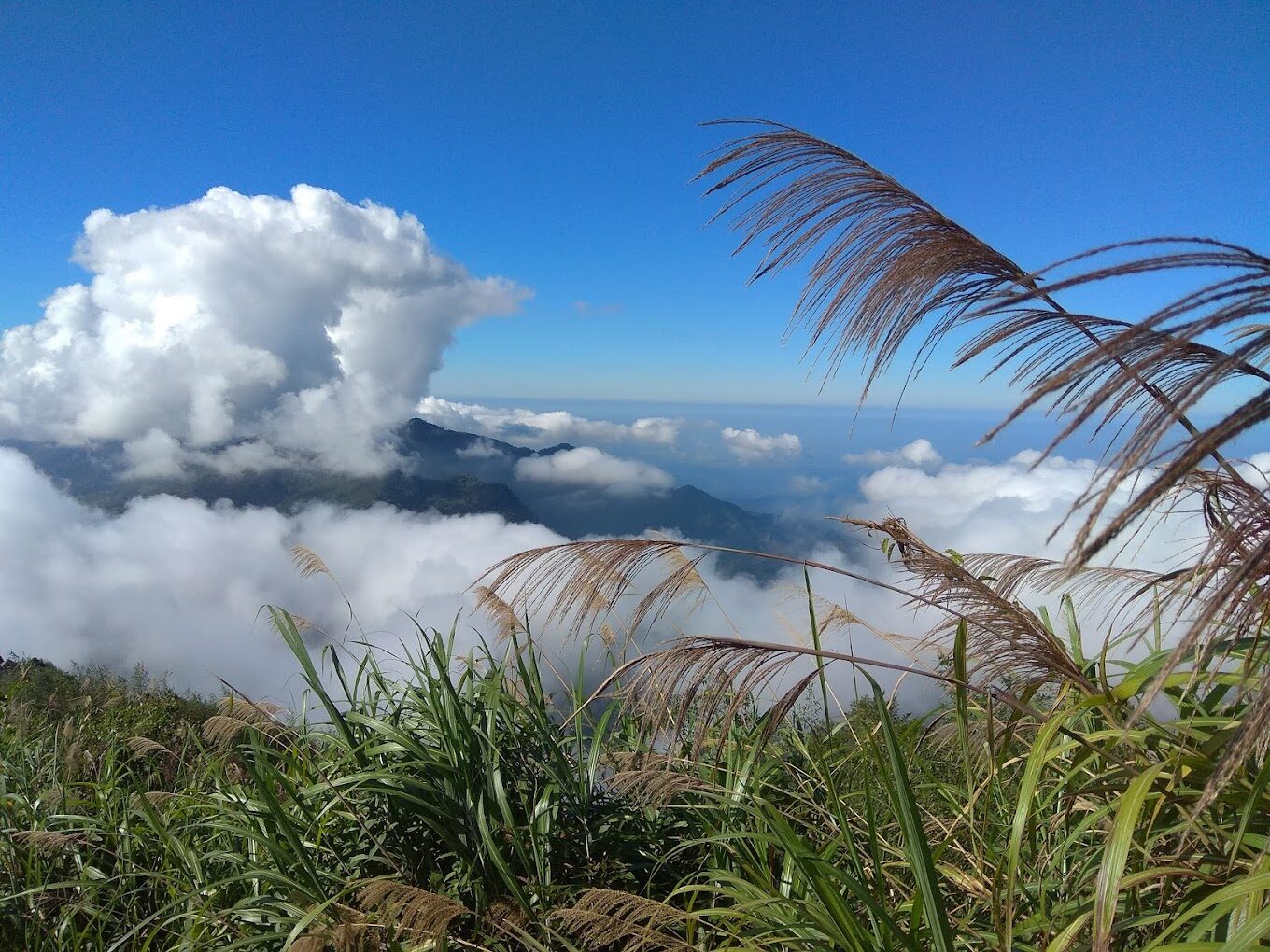 阿里山必遊景點推薦｜避開人潮的隱藏秘境
