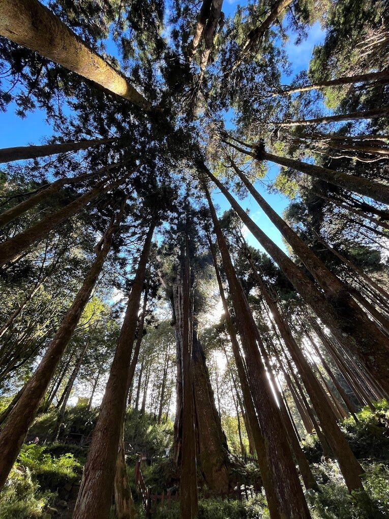 阿里山必遊景點推薦｜避開人潮的隱藏秘境