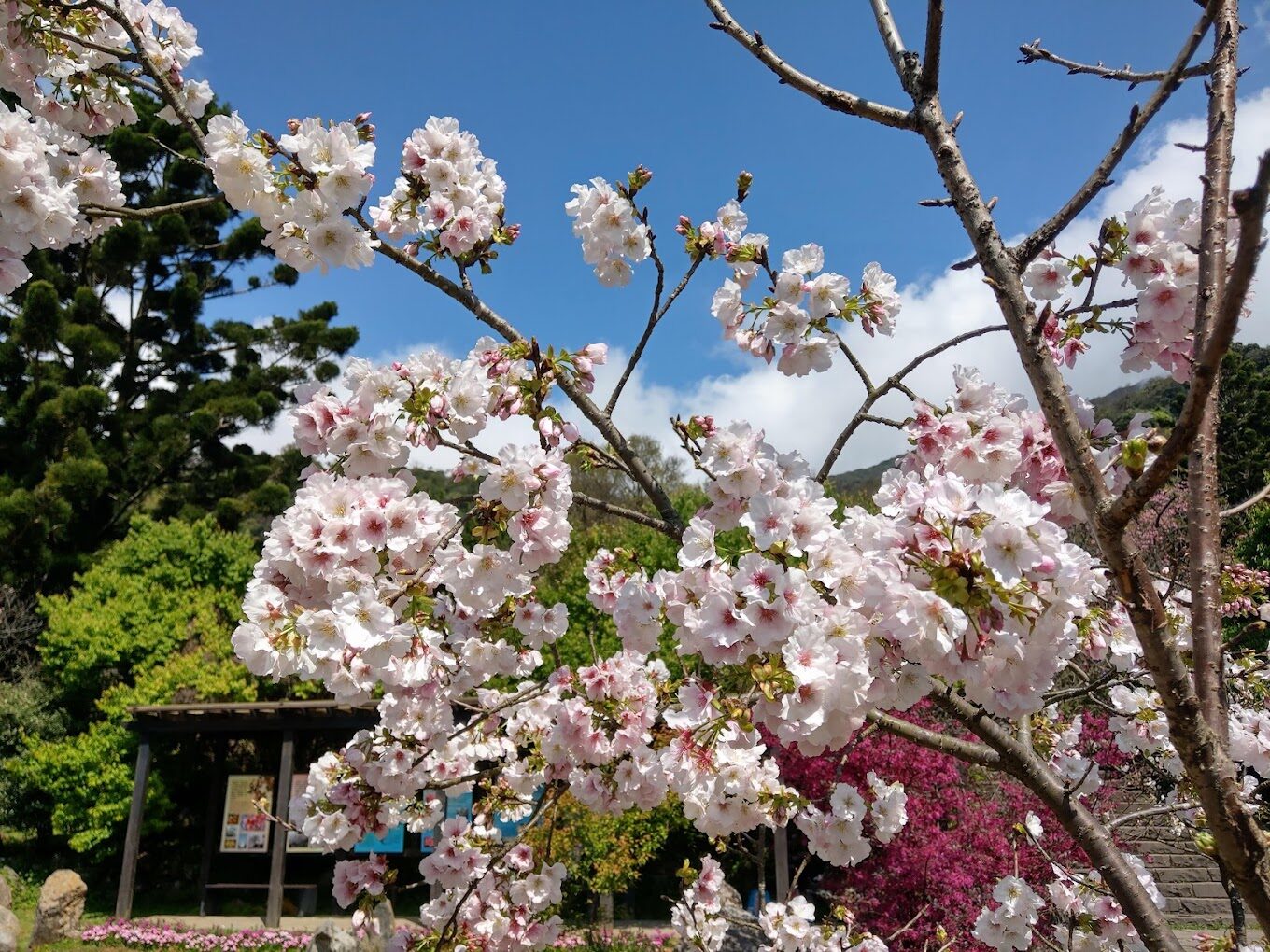 【2025春天】不能錯過的八重櫻絕美景點