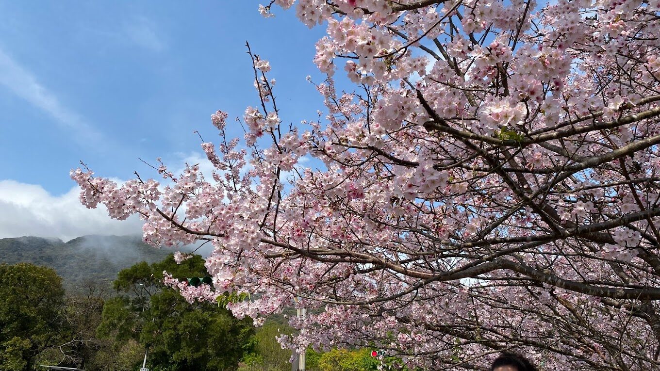 【2025春天】不能錯過的八重櫻絕美景點