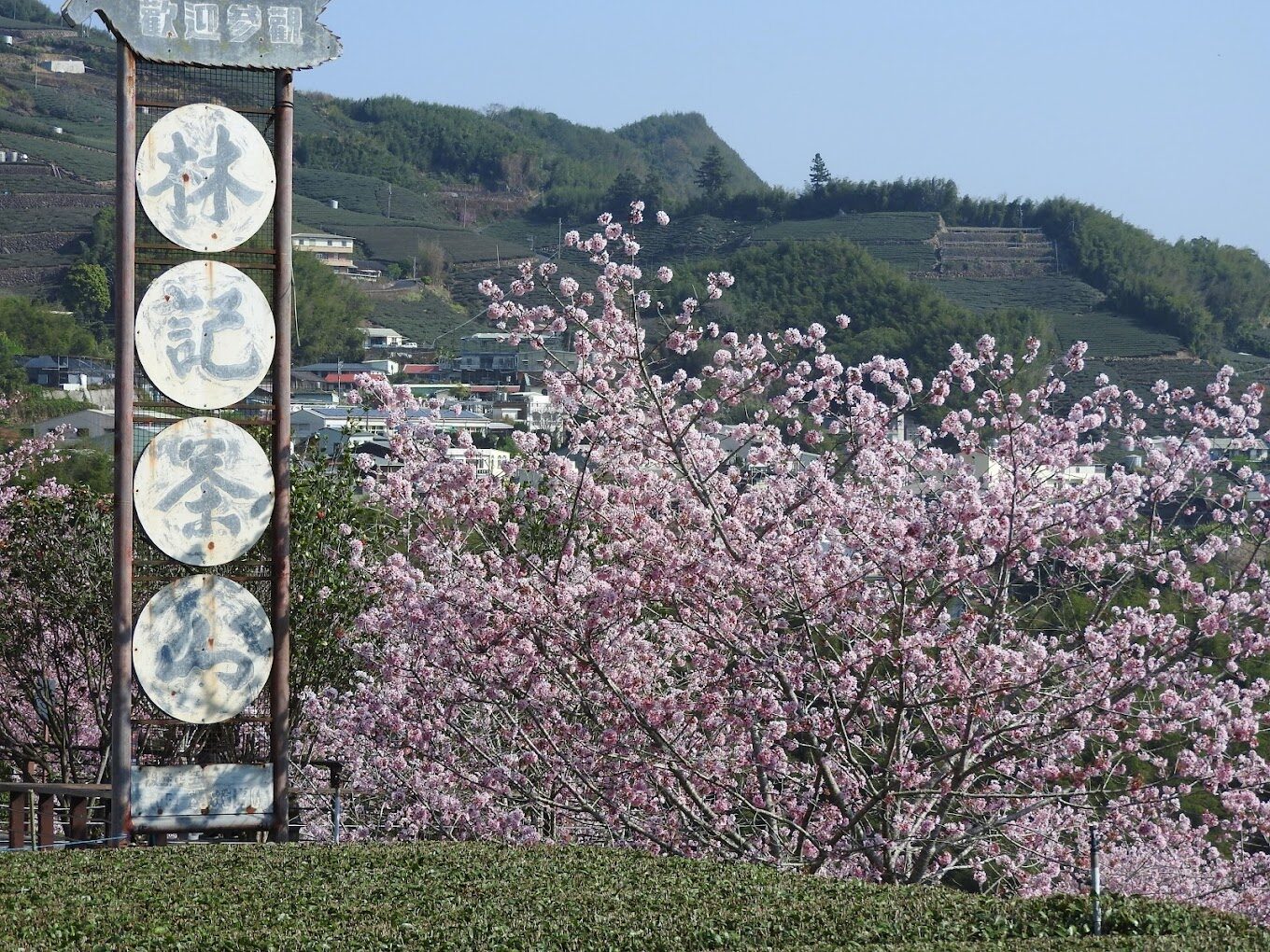 【2025春天】不能錯過的八重櫻絕美景點