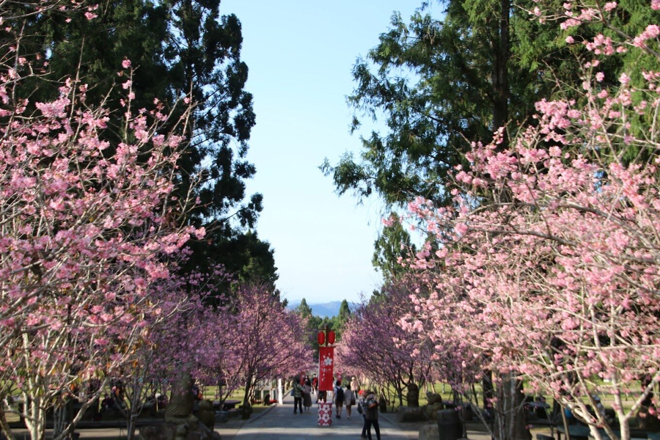 【2025春天】不能錯過的八重櫻絕美景點