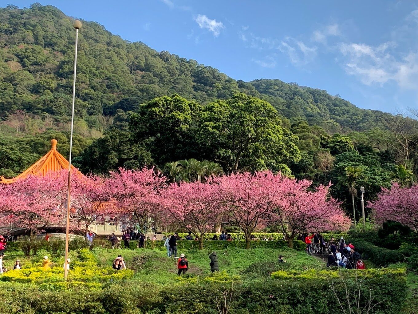 【2025春天】不能錯過的八重櫻絕美景點