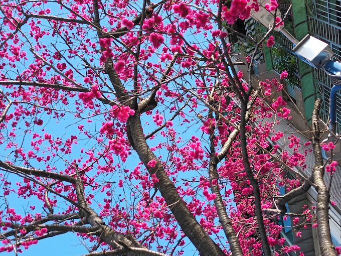 【2025春天】不能錯過的八重櫻絕美景點