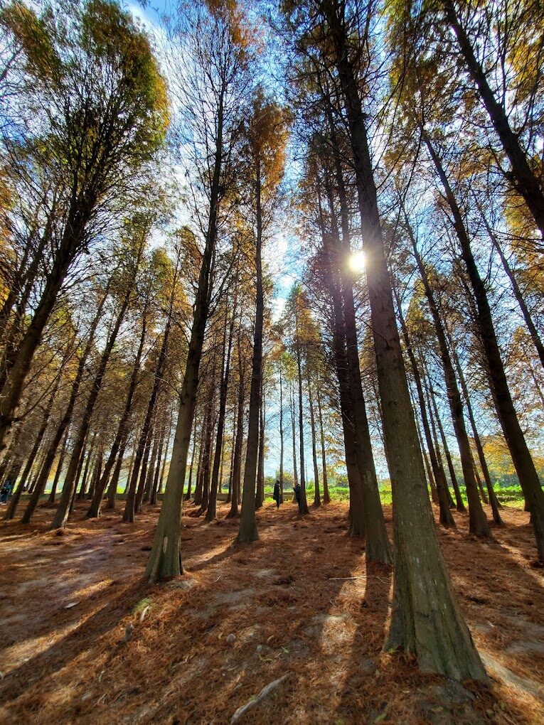 充滿北歐風情的落羽松步道