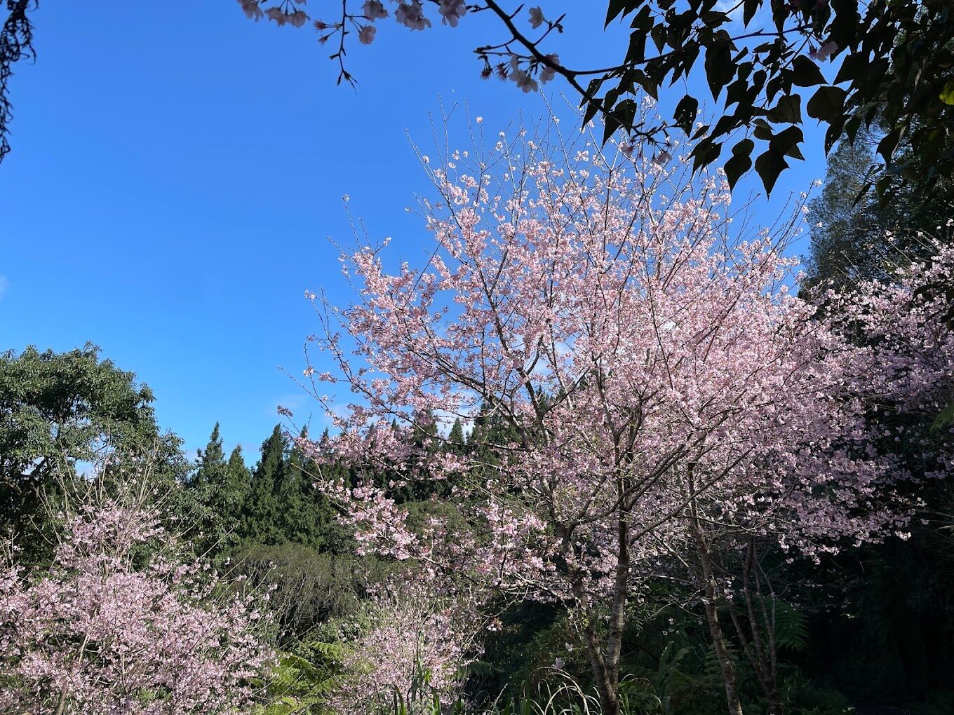 探索三峽景點：你不可錯過的隱藏秘境